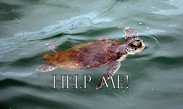 sea turtle swimming help me